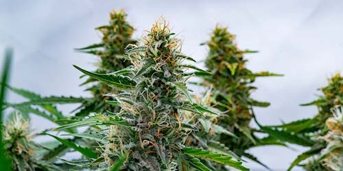 Rinçage Cannabis - Quand faut-il arrêter l’apport de nutriments pour une plante grandiose ?