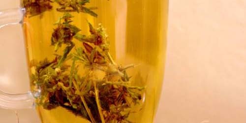 Faire du Thé au Cannabis Rapidement et Facilement