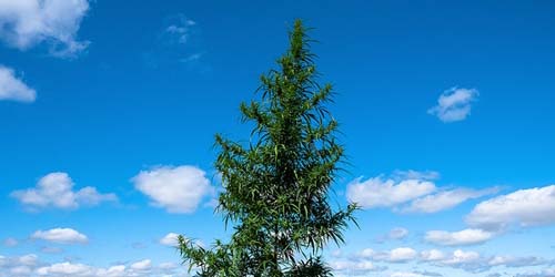 7 Conseils pour faire Pousser un Véritable Arbre de Cannabis dans votre Jardin