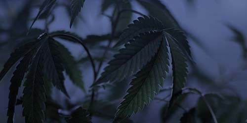 Assombrir - Accélérer et Promouvoir la Floraison Cannabis