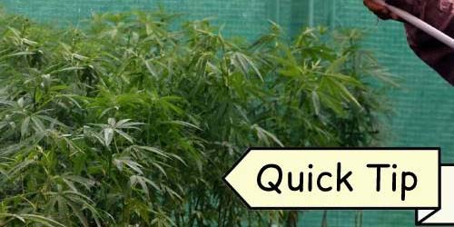 Arrosage Cannabis | Quick Tip
