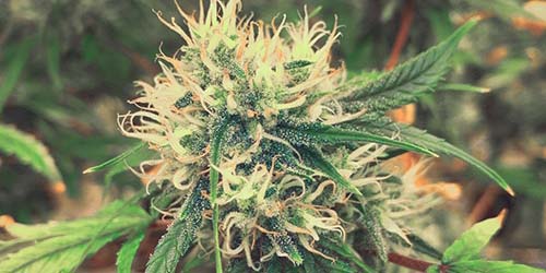 Cultiver du cannabis : les 6 tendances en matière de graines de cannabis de 2022